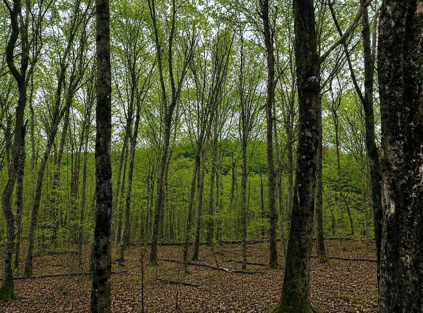 70.3 Acres of Recreational & Residential Land for Sale in Canton, New York