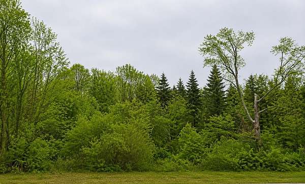70.3 Acres of Recreational & Residential Land for Sale in Canton, New York