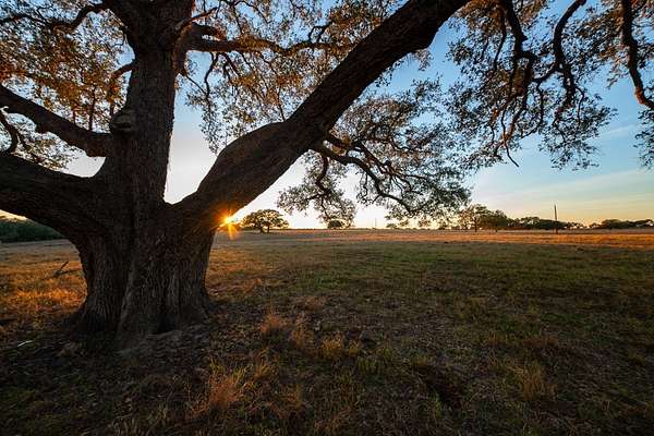 25.5 Acres of Recreational Land for Sale in Goliad, Texas