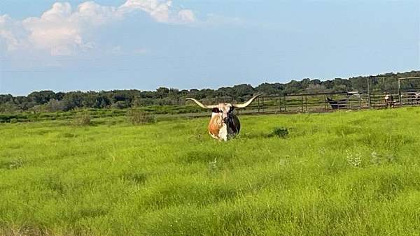 51.8 Acres of Agricultural Land with Home for Sale in Stephenville, Texas