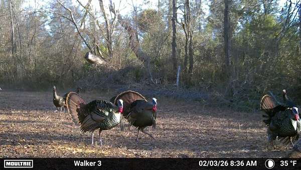 50.7 Acres of Recreational Land for Sale in Live Oak, Florida