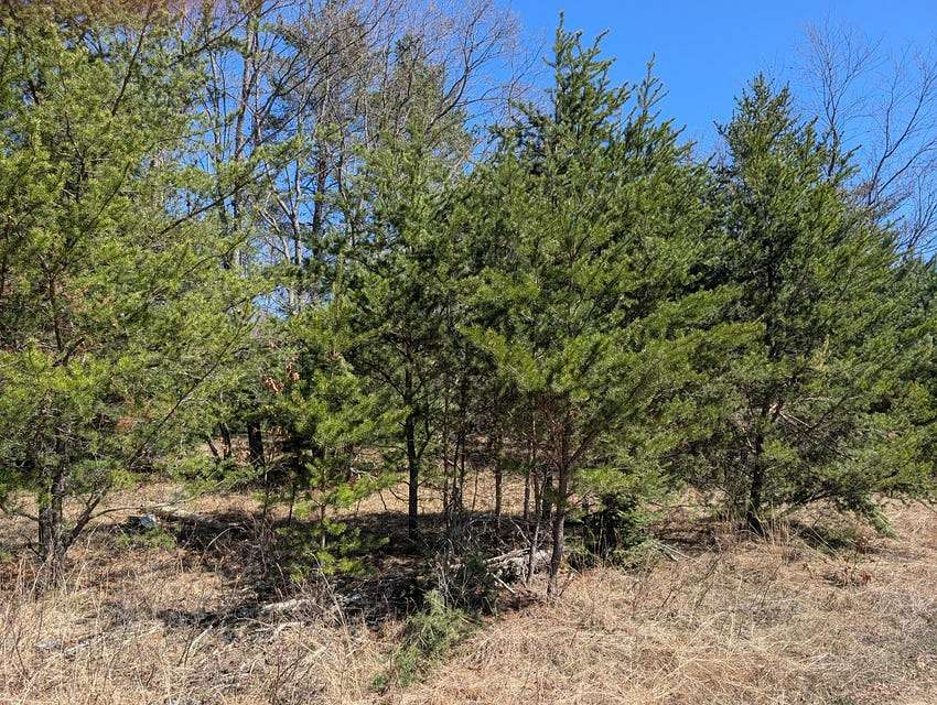 7.9 Acres of Land for Sale in Atlanta, Michigan