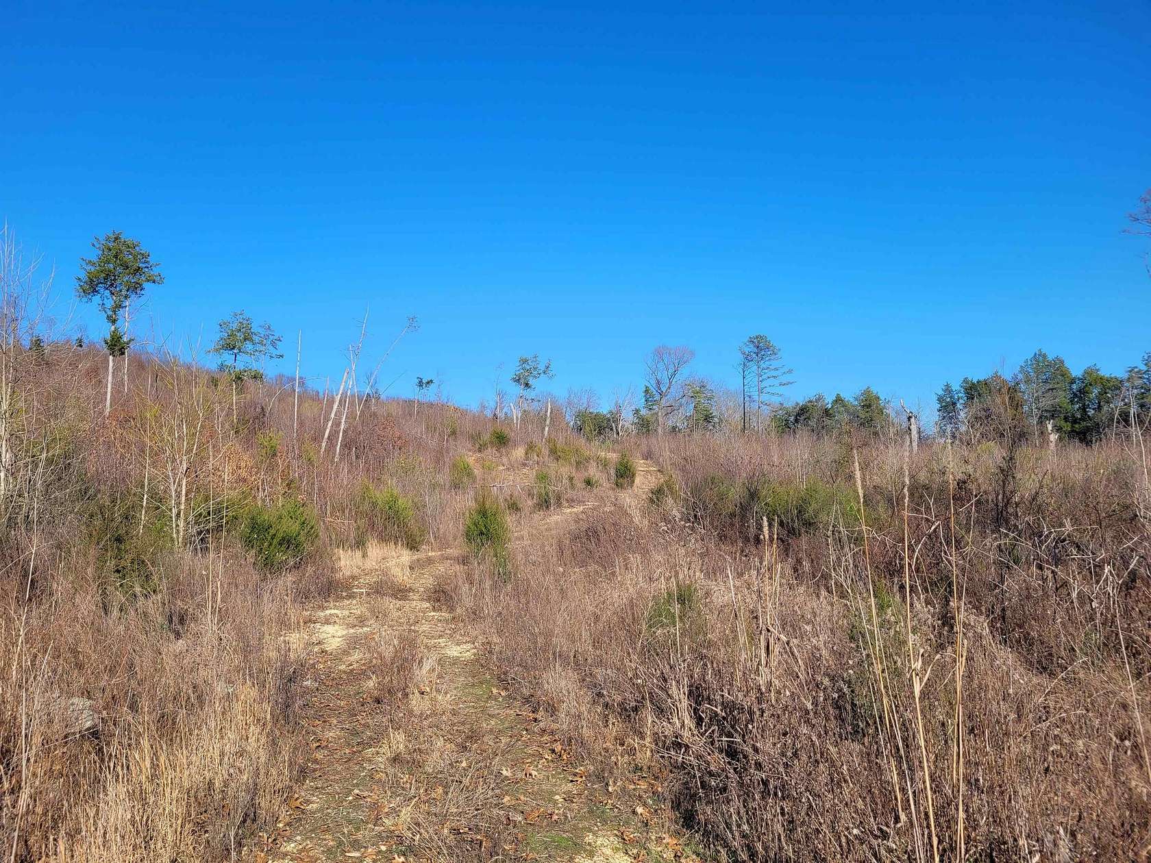 27.3 Acres of Recreational Land for Sale in Clifton, Tennessee