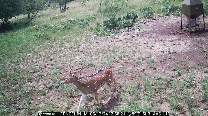 100 Acres of Improved Land for Sale in Melvin, Texas