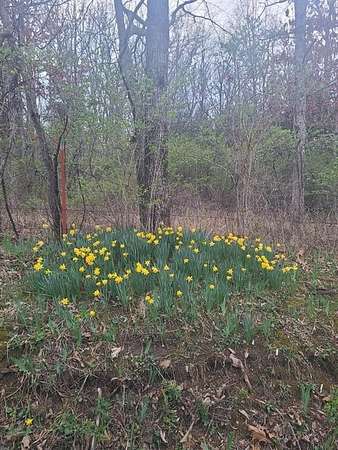 2.2 Acres of Residential Land for Sale in Lincoln, Missouri