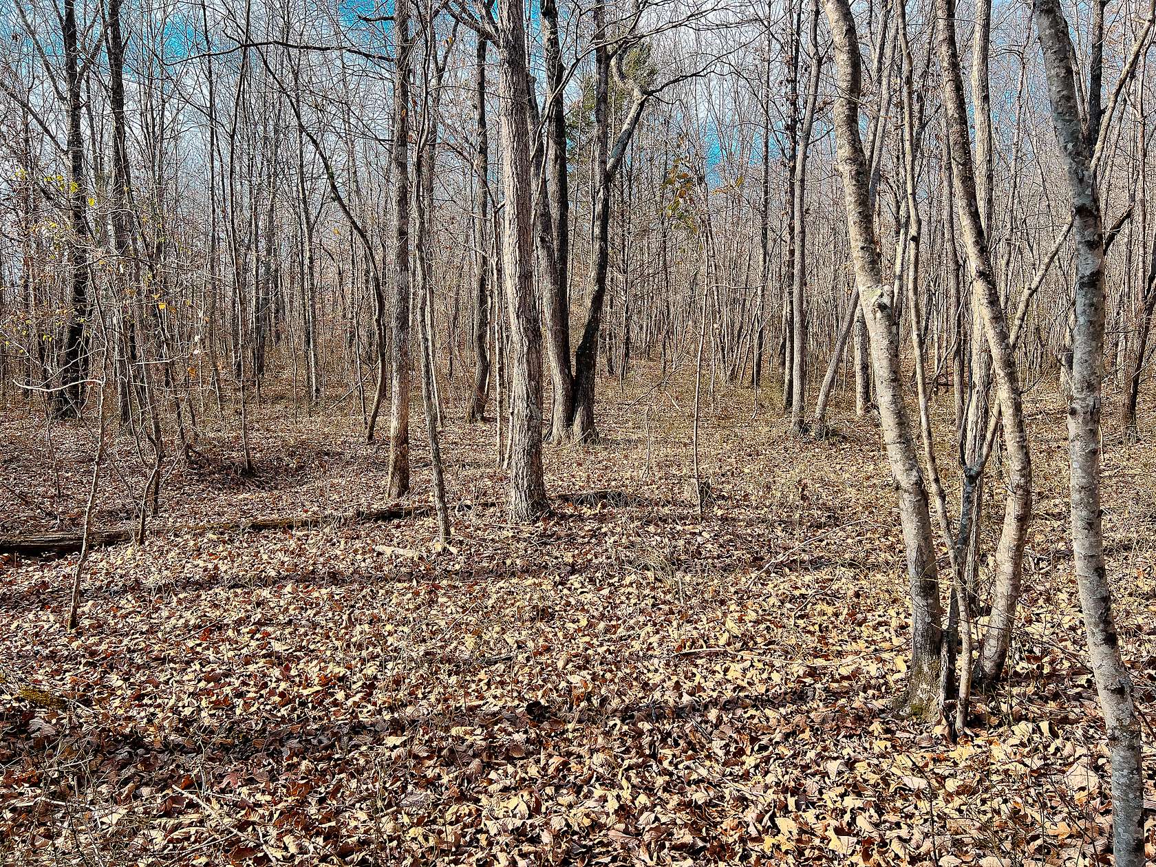 20.3 Acres of Land for Sale in Waynesboro, Tennessee