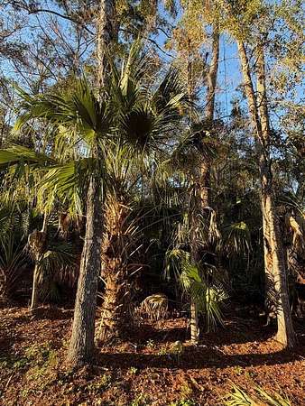 0.23 Acres of Land for Sale in Chiefland, Florida