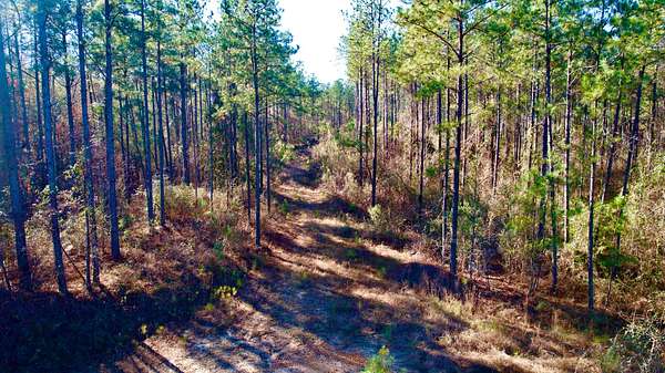 24.5 Acres of Recreational Land for Sale in Thomasville, Alabama