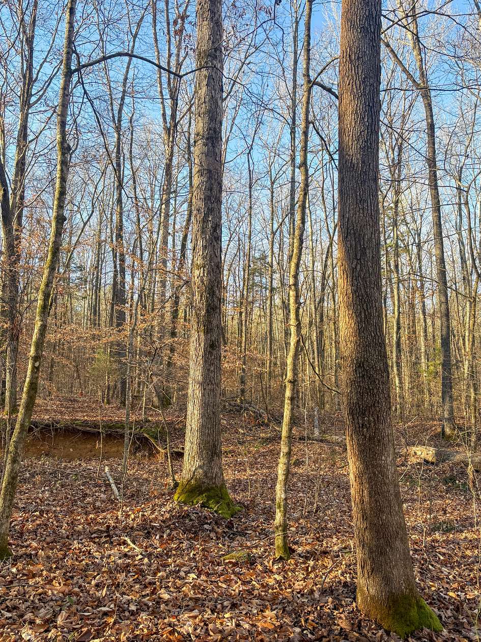 4.8 Acres of Residential Land for Sale in Only, Tennessee