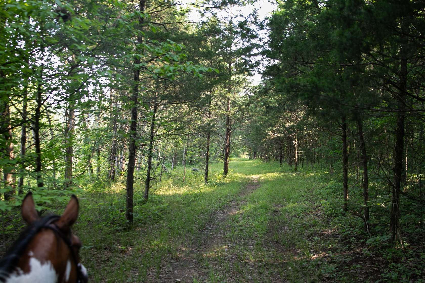 305 Acres of Land for Sale in Milton, Tennessee