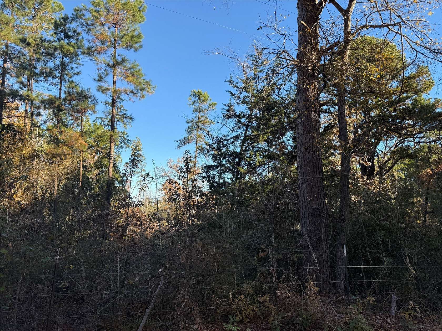 63.1 Acres of Land for Sale in Montalba, Texas