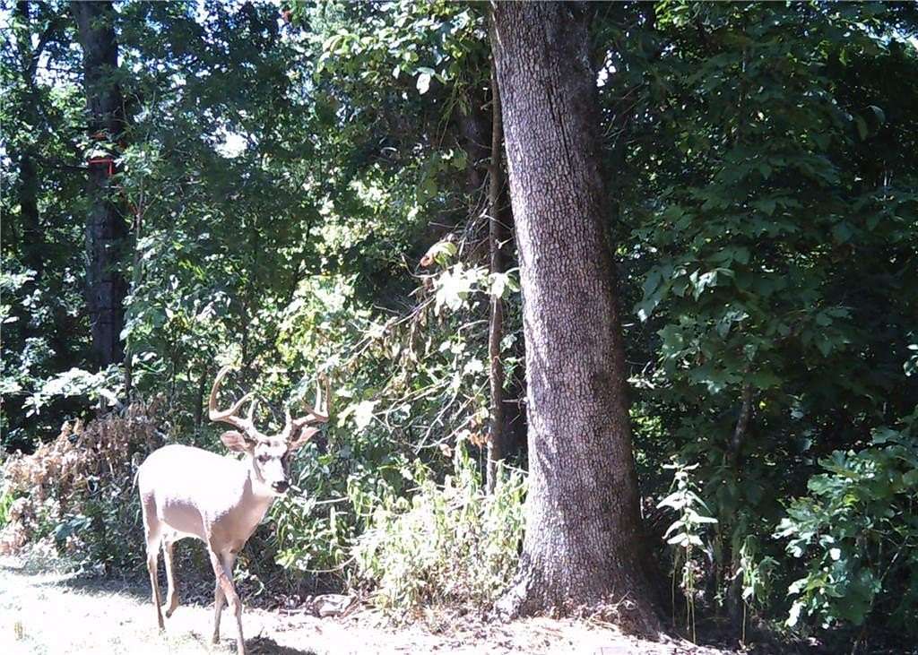 56.8 Acres of Recreational Land for Sale in Gravette, Arkansas