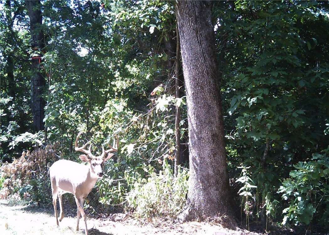 56.8 Acres of Recreational Land for Sale in Gravette, Arkansas