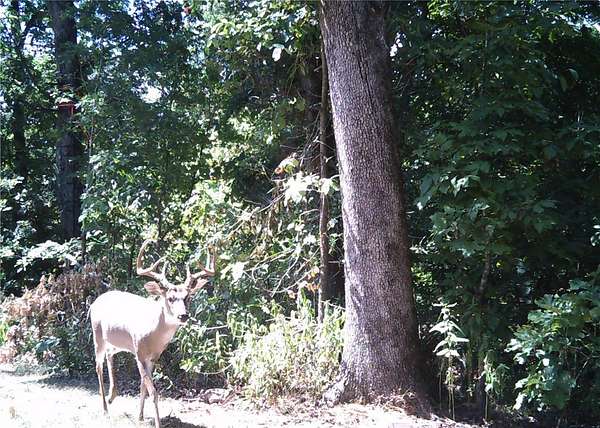 56.8 Acres of Recreational Land for Sale in Gravette, Arkansas