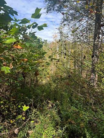 Land for Sale in Surveyor, West Virginia