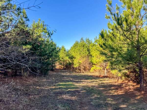 210 Acres of Land for Sale in Linden, Texas