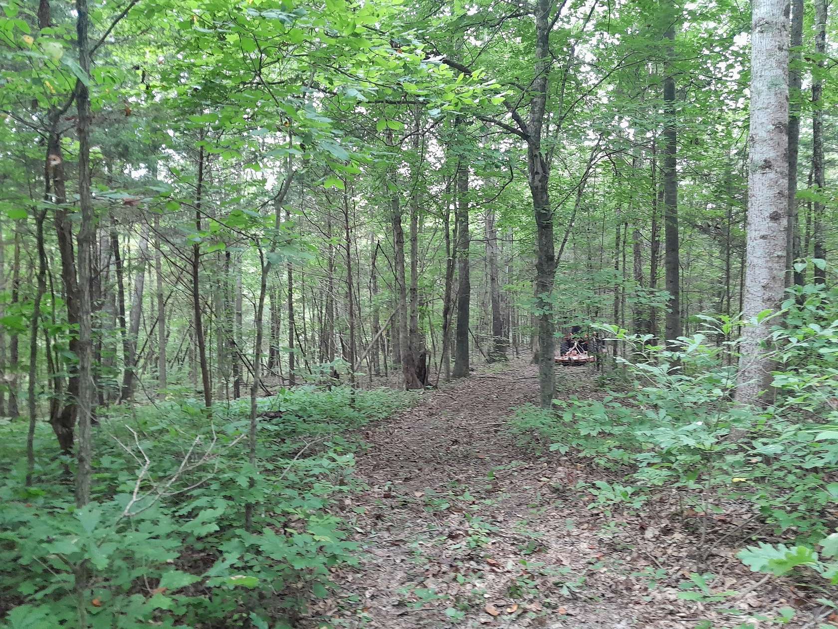 46 Acres of Land for Sale in Portland, Tennessee