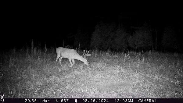 227 Acres of Land for Sale in Holladay, Tennessee