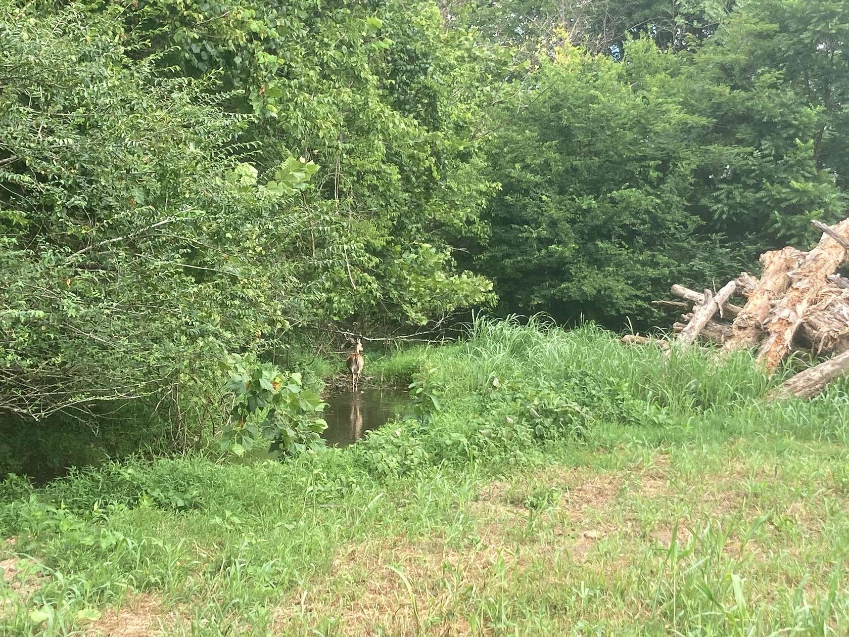 72.1 Acres of Land for Sale in Culleoka, Tennessee