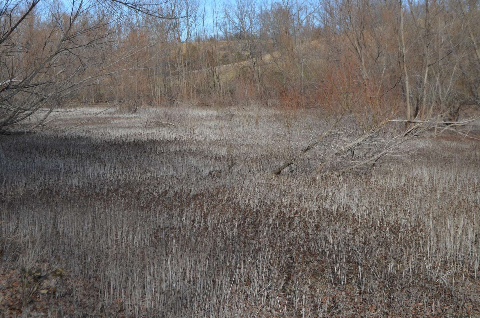 20.2 Acres of Land for Sale in Fordland, Missouri