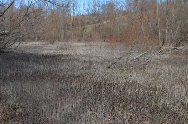 20.2 Acres of Land for Sale in Fordland, Missouri