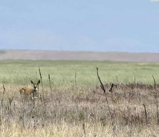 64 Acres of Agricultural Land for Sale in Ritzville, Washington
