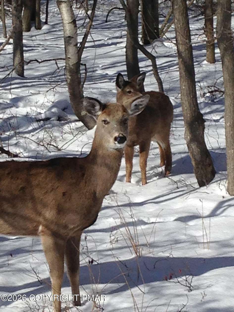 1.48 Acres of Residential Land for Sale in Albrightsville, Pennsylvania