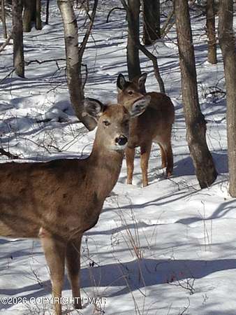 1.48 Acres of Residential Land for Sale in Albrightsville, Pennsylvania