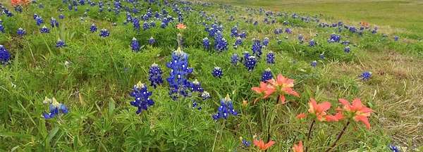 11.8 Acres of Land for Sale in Grandview, Texas