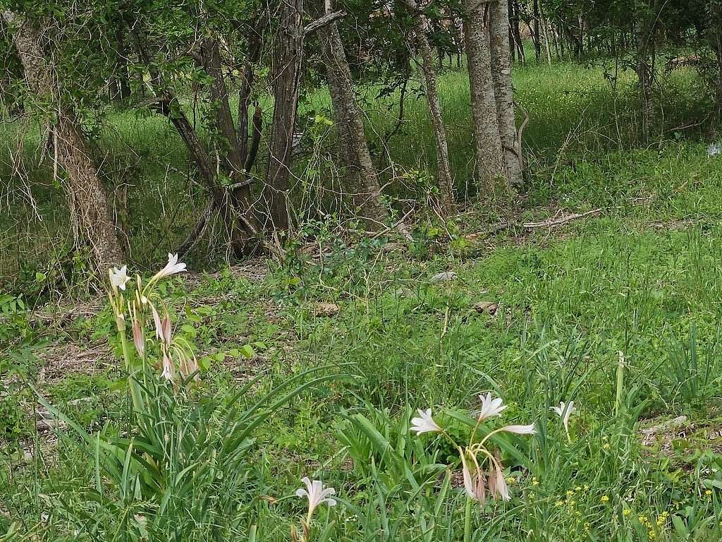 2.1 Acres of Land for Sale in Chappell Hill, Texas