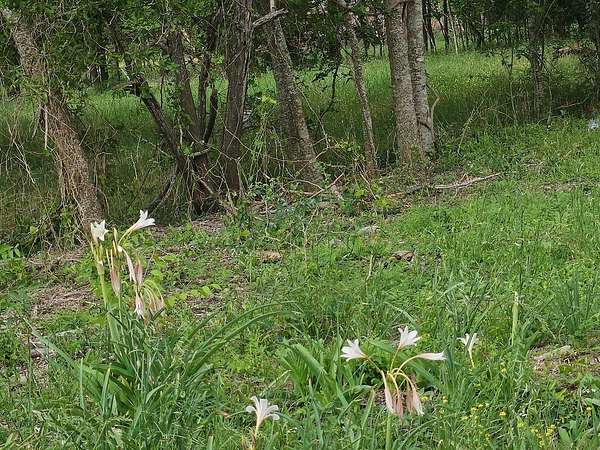 2.1 Acres of Land for Sale in Chappell Hill, Texas