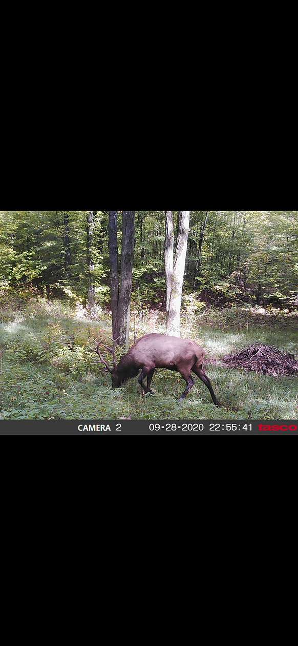 100 Acres of Land for Sale in Atlanta, Michigan