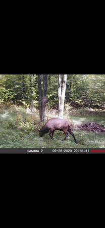 100 Acres of Land for Sale in Atlanta, Michigan