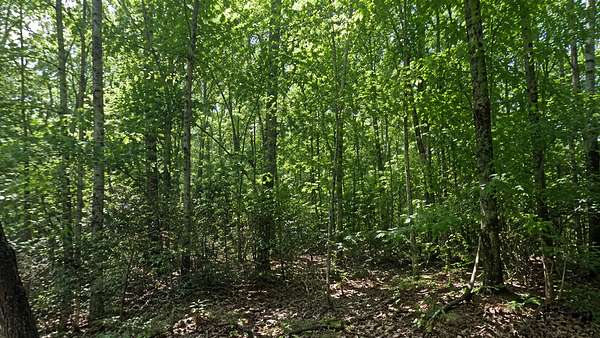0.25 Acres of Residential Land for Sale in Horseshoe Bend, Arkansas