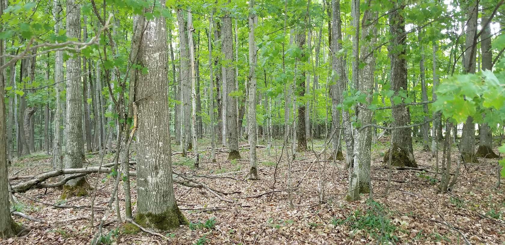 Residential Land for Sale in Vanderbilt, Michigan