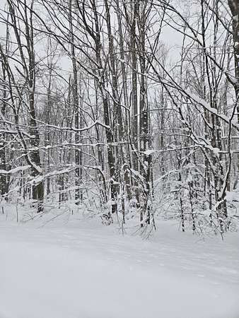 Residential Land for Sale in Vanderbilt, Michigan