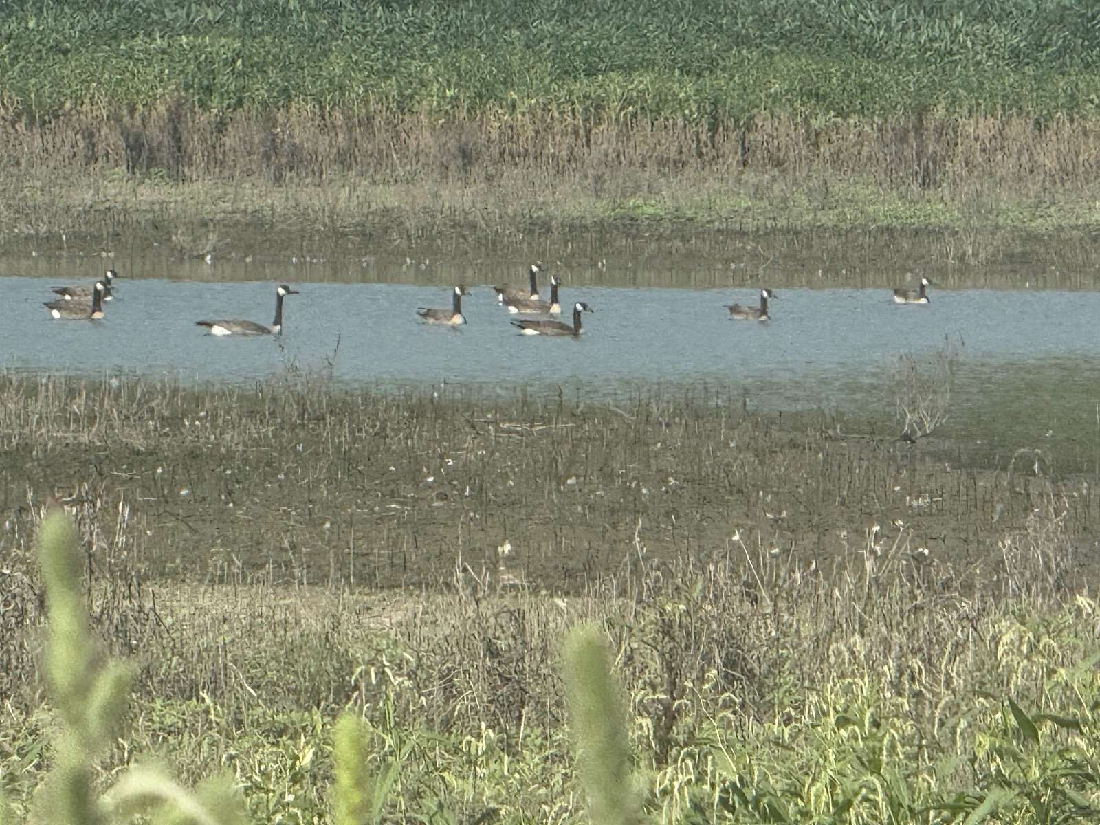 197 Acres of Recreational Land & Farm for Auction in Clarksville, Missouri