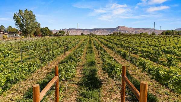 4 Acres of Residential Land for Sale in Palisade, Colorado