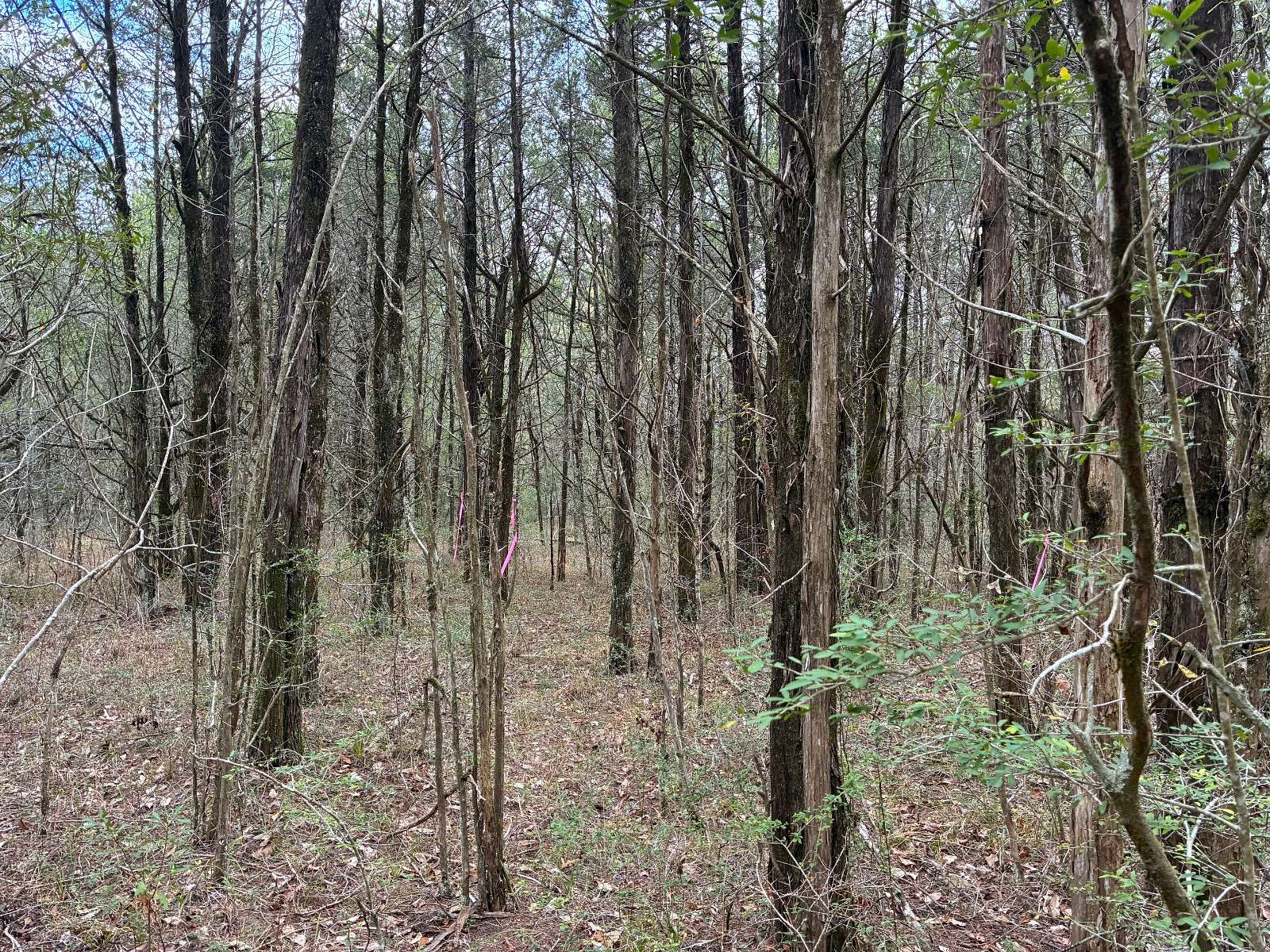 28 Acres of Recreational Land for Sale in Gallion, Alabama