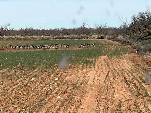 320 Acres of Recreational Land & Farm for Sale in Tahoka, Texas