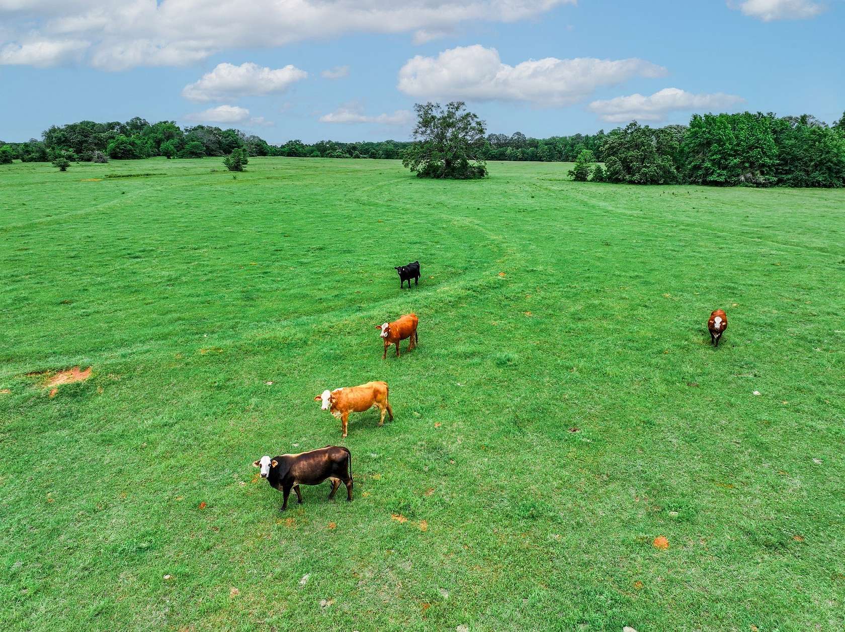 163 Acres of Land for Sale in Palestine, Texas