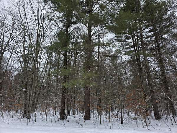 10 Acres of Recreational Land for Sale in Brethren, Michigan