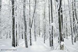 0.33 Acres of Residential Land for Sale in Newfoundland, Pennsylvania