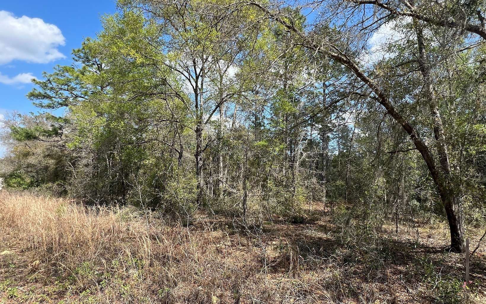 0.92 Acres of Residential Land for Sale in Williston, Florida