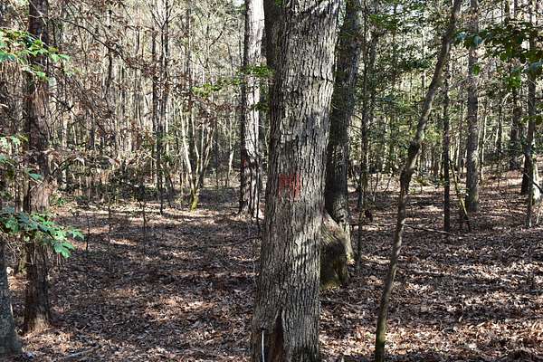 13 Acres of Recreational Land for Sale in Camden, Arkansas