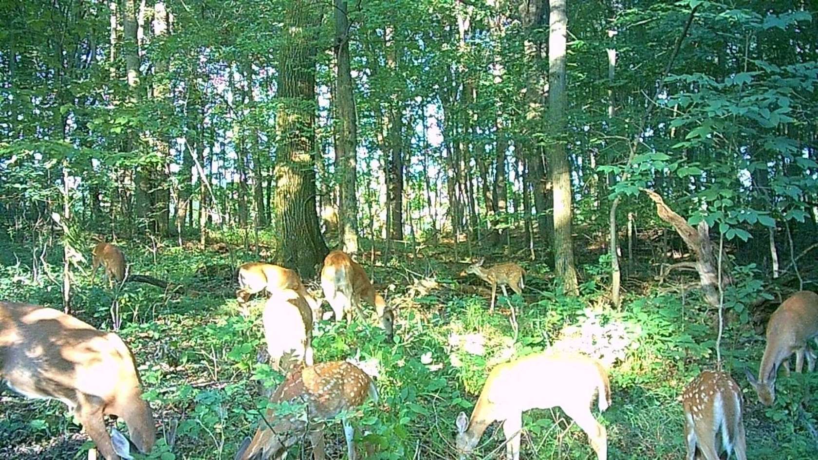 21.4 Acres of Recreational Land for Sale in Battle Creek, Michigan