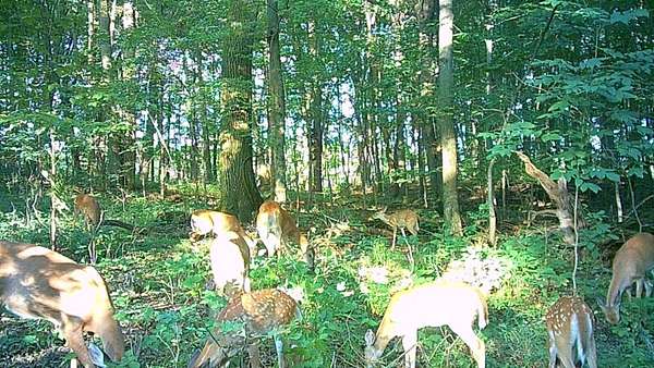 21.4 Acres of Recreational Land for Sale in Battle Creek, Michigan