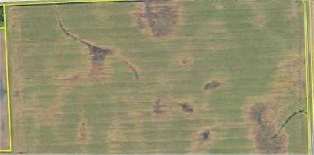 80 Acres of Agricultural Land for Sale in Donnelly Township, Minnesota