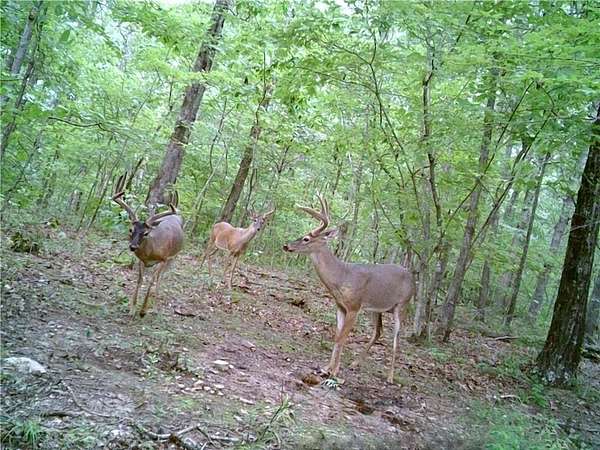 160 Acres of Recreational Land for Sale in Witter, Arkansas