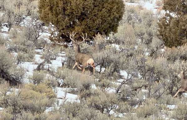 160 Acres of Recreational Land for Sale in Rifle, Colorado